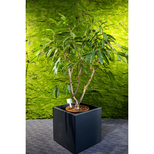 Jungle Flora 44x44x44cm metalinis vazonas Siena Cubo 44