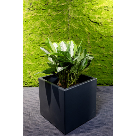 Jungle Flora 44x44x44cm metalinis vazonas Siena Cubo 44