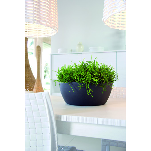 Nicoli ø50x20cm dubuo Thetis 50 antracito spalvos