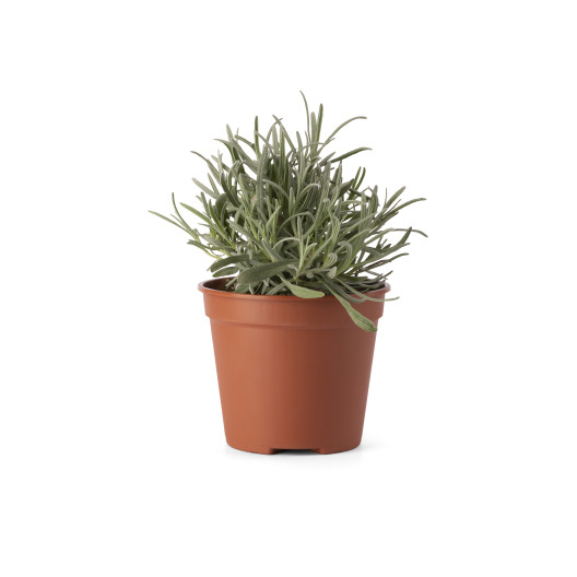 Nicoli 10x8cm 0,38l vazonas VASO FAST, rudas